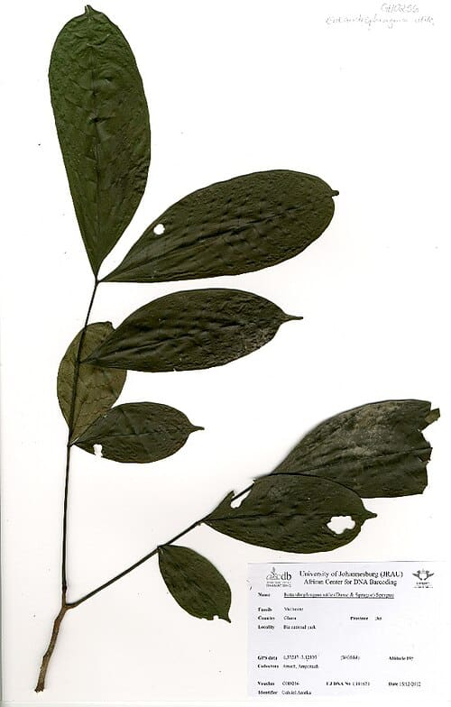 Entandrophragma utile