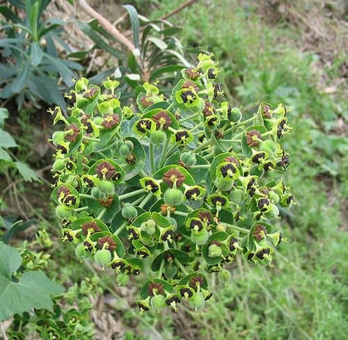 Euphorbia, standing in for Euphorbia aciculifolia