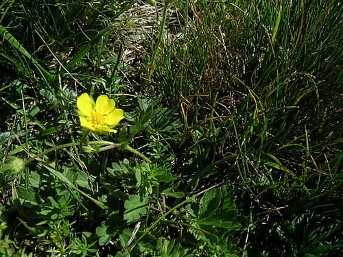 Potentilla multifida