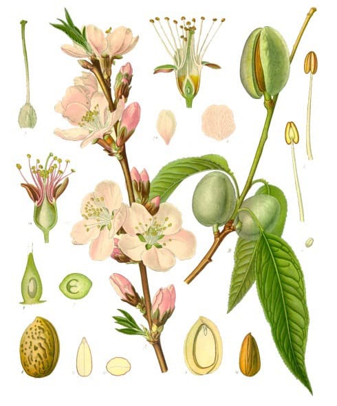 Prunus dulcis