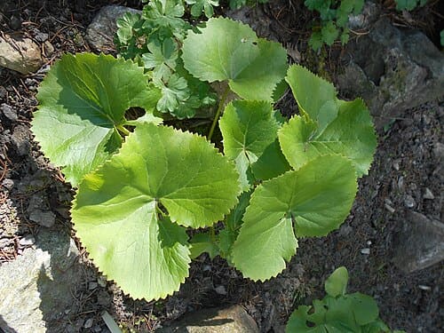 Ligularia duciformis
