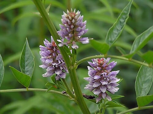 Glycyrrhiza pallidiflora