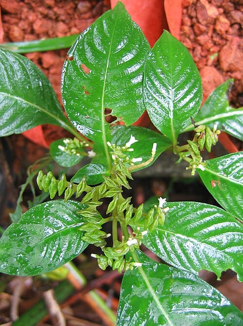 Ophiorrhiza, standing in for Ophiorrhiza pumila