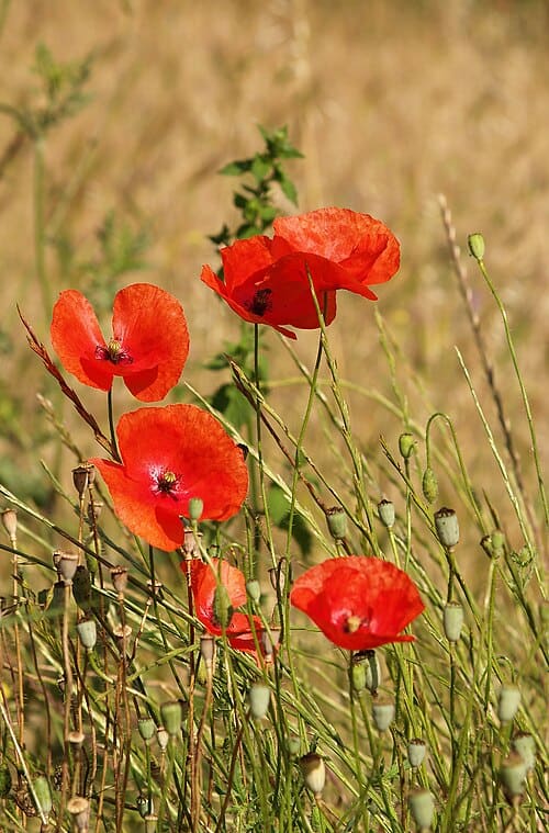 Papaver rhoeas