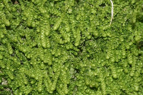 Lejeunea, standing in for Lejeunea curvata