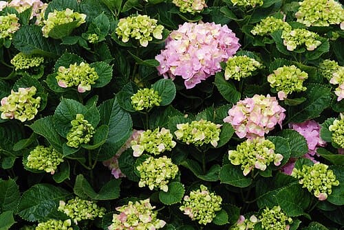 Hydrangea, standing in for Hydrangea davidii