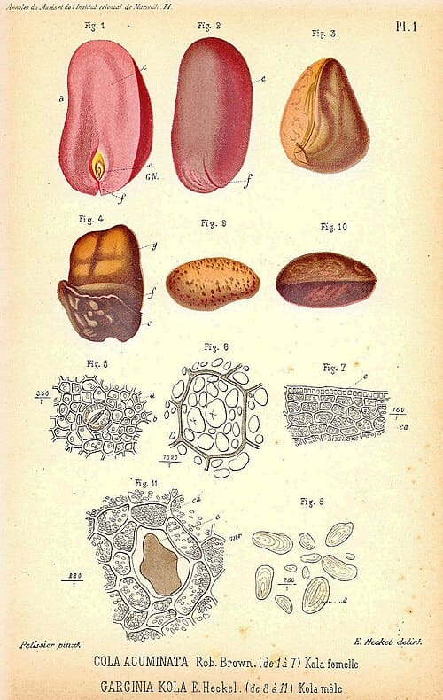 Garcinia kola