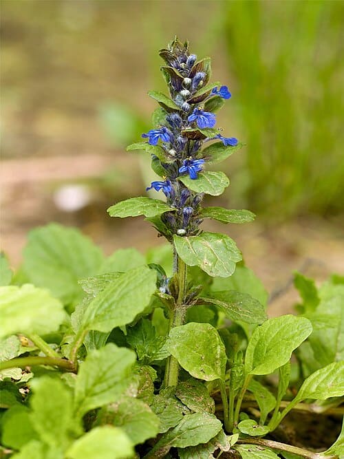 Ajuga, standing in for Ajuga long-distance