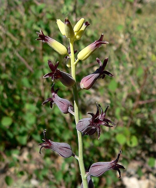Streptanthus, standing in for Streptanthus staminodes