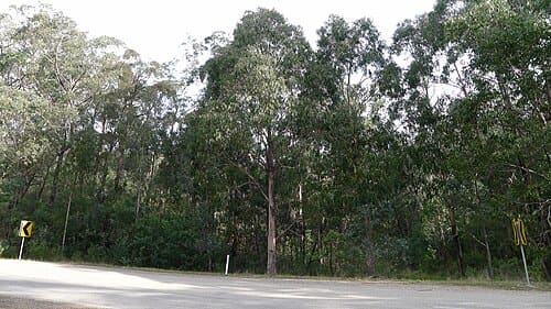 Eucalyptus globulus