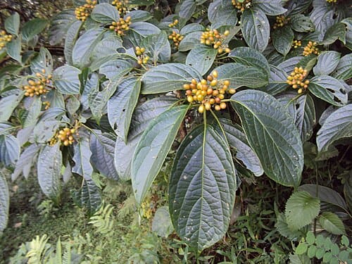 Nothapodytes, standing in for Nothapodytes pittosporoides