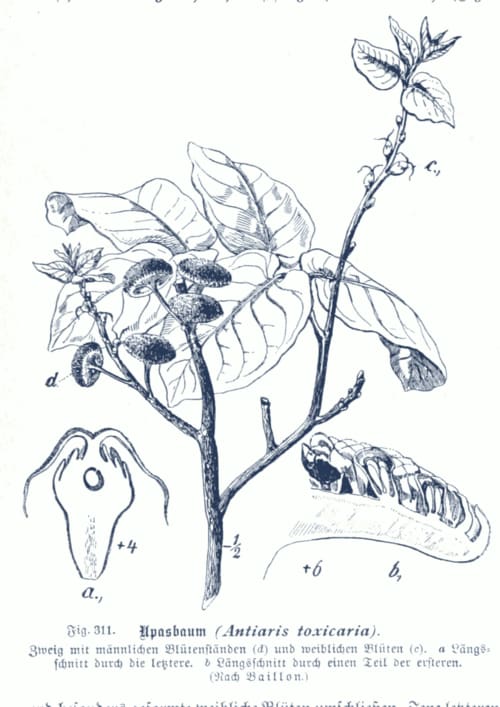 Antiaris toxicaria