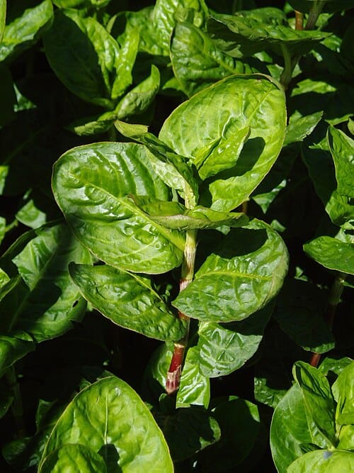 Polygonum tinctorium