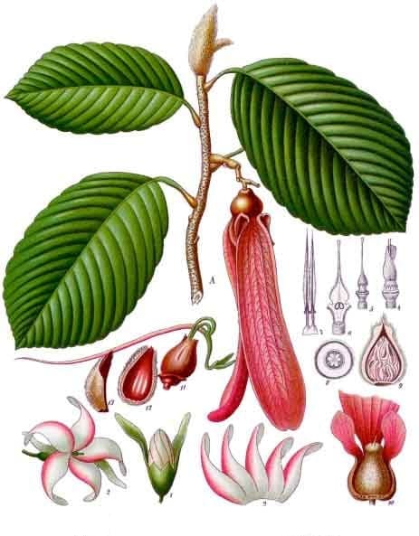 Dipterocarpus