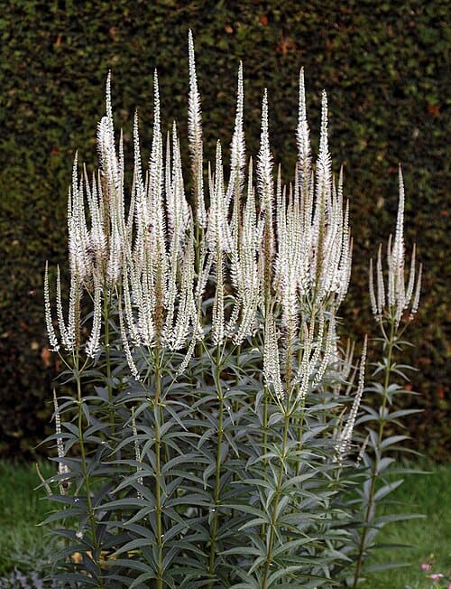 Veronicastrum virginicum