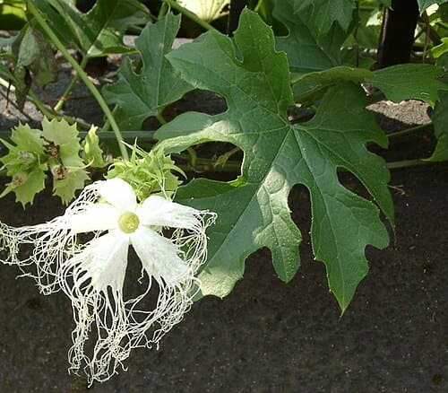 Trichosanthes kirilowii