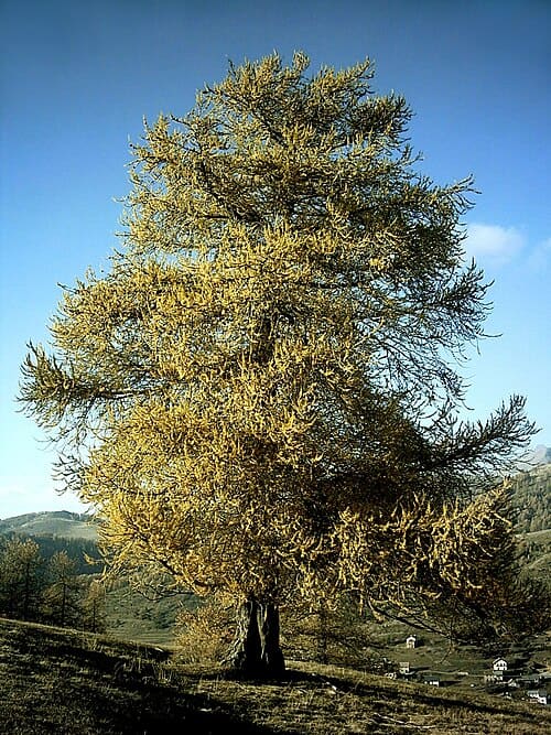 Larix
