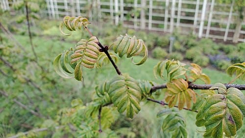 Syringa pinnatifolia