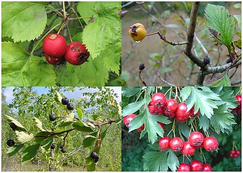 Crataegus, standing in for Crataegus kansuensis