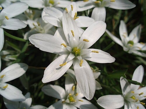 Ornithogalum, standing in for Ornithogalum caudatum