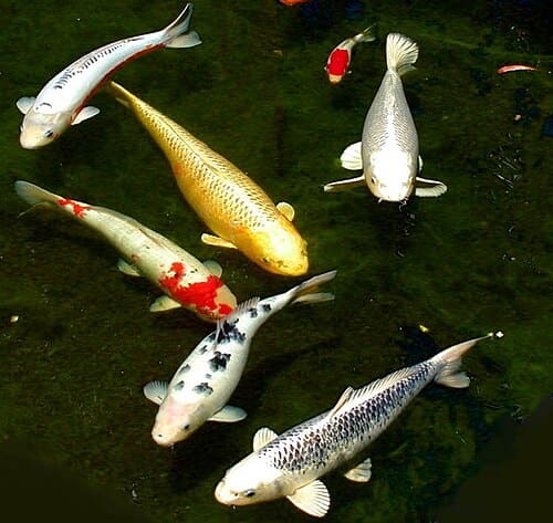 Cyprinus carpio