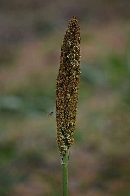 Sorghum bicolor