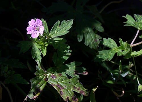 Geranium nepalense