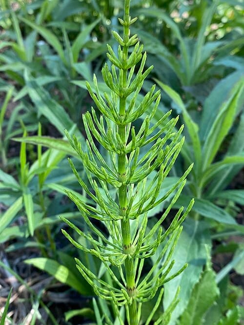 Equisetum arvense