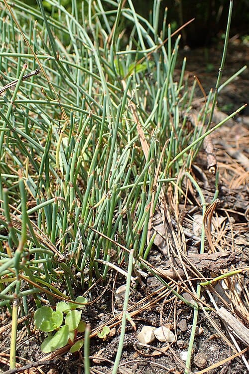 Ephedra likiangensis