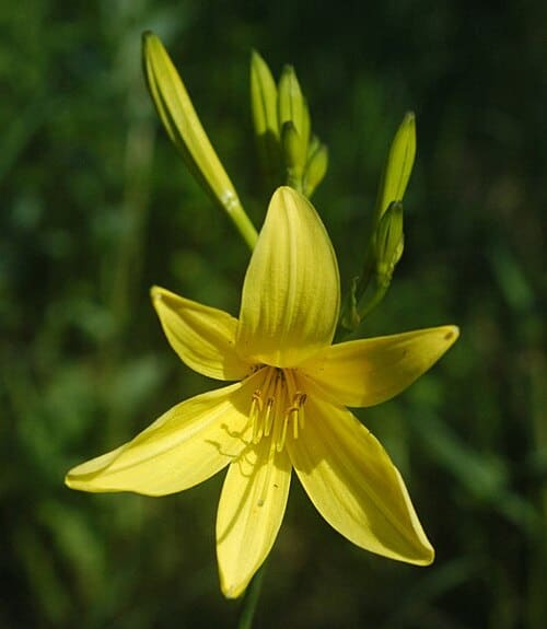 Hemerocallis
