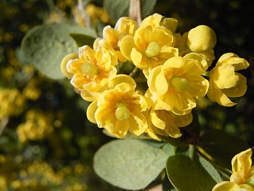 Berberidaceae