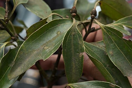 Cinnamomum osmophloeum