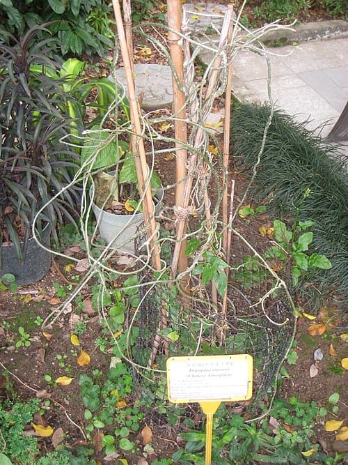 Tinospora sinensis