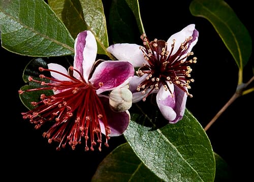Acca sellowiana