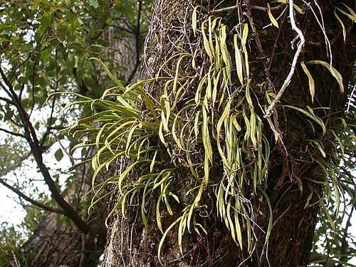 Lepisorus thunbergianus