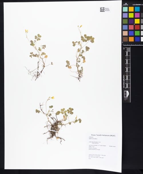 Oxalis corniculata