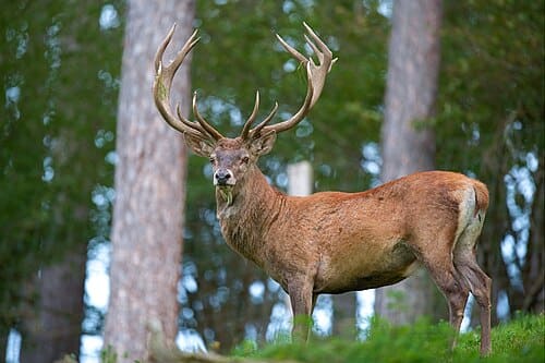 Cervus elaphus