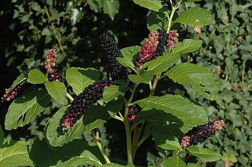 Phytolacca, standing in for Phytolacca australis
