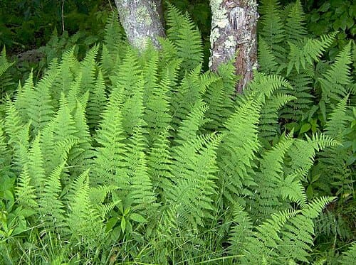 Dennstaedtia