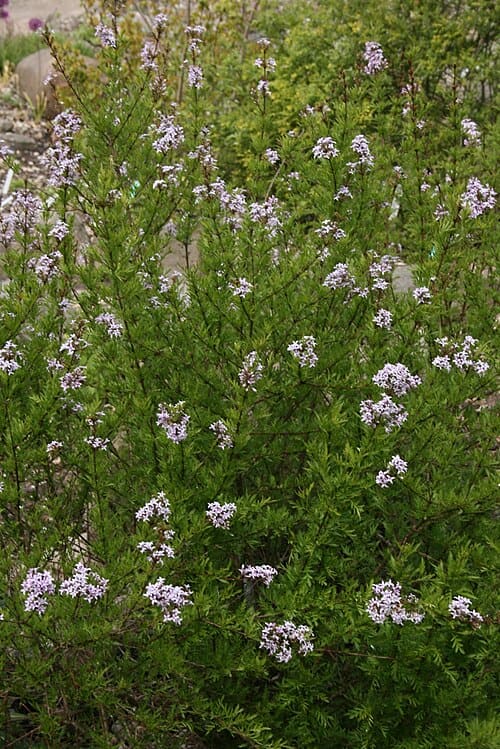 Syringa afghanica