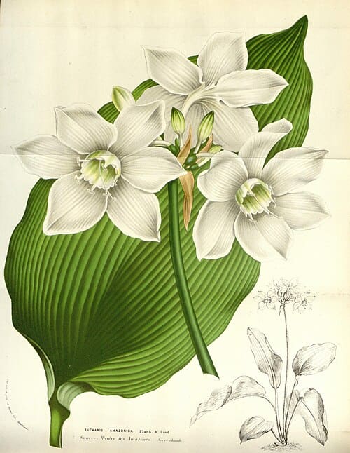 Eucharis amazonica