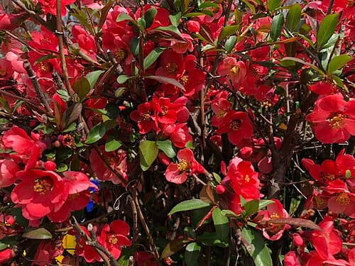 Chaenomeles speciosa