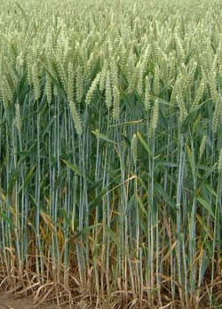 Poaceae
