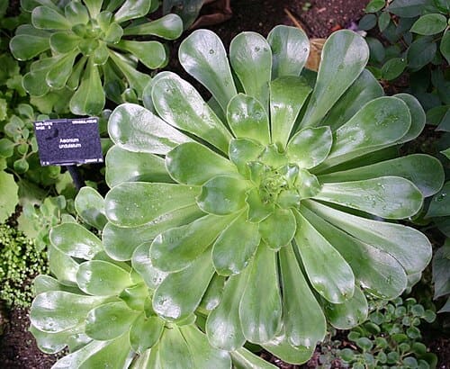 Aeonium