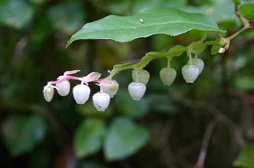 Gaultheria, standing in for Gaultheria griffithiana