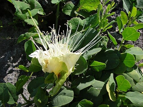 Capparis, standing in for Capparis masaikai