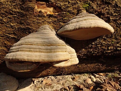 Fomes fomentarius