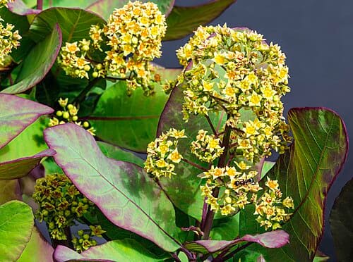 Cotinus coggygria