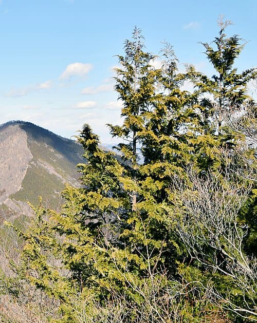 Chamaecyparis pisifera