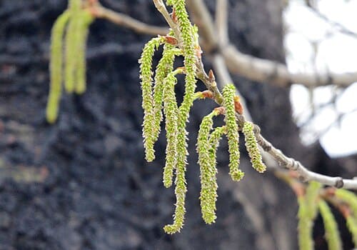 Populus tomentosa